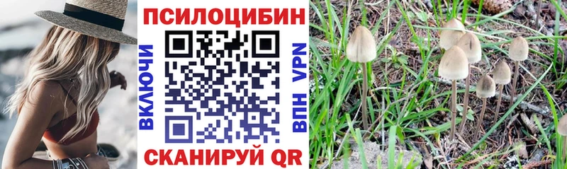 Купить закладки  Зверево  Псилоцибиновые грибы Psilocybine cubensis 